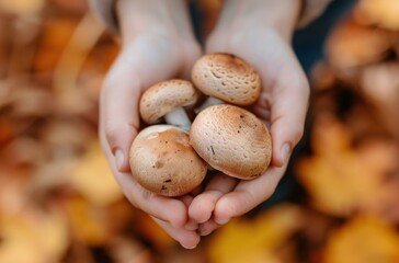 Person Holding Assorted Edible Mushrooms in Autumn Forest