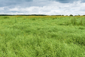 Rapeseed field with ripening rapeseed pods, cloudy sky with clouds. Agricultural or farming background on a cloudy summer day. Selective focus