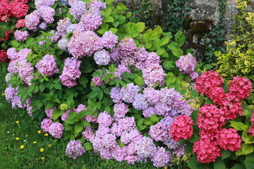 Obraz premium flores
