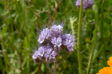 Lacy phacelia (phacelia tanacetifolia) flowers in bloom