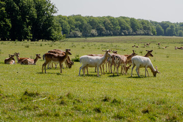 Park with deer. Deer graze in the meadow.