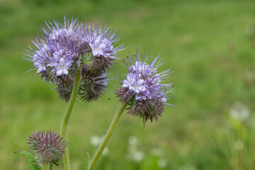 Lacy phacelia (phacelia tanacetifolia) flowers in bloom