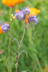 Lacy phacelia (phacelia tanacetifolia) flowers in bloom