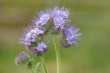Lacy phacelia (phacelia tanacetifolia) flowers in bloom