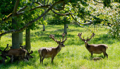 Park with deer. Deer graze in the meadow.