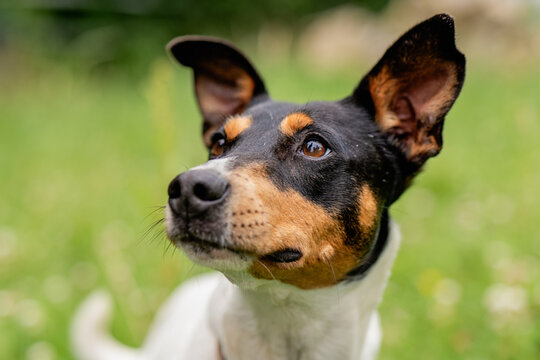 Close-up of a tricolor dog gazing upward in a garden
