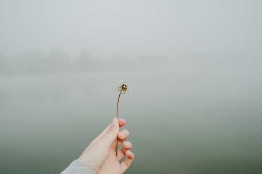 Hand holding a dandelion in foggy landscape
