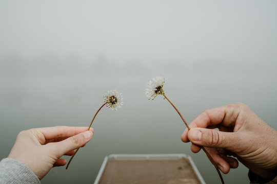 Close-up view of two hands holding dandelions on a foggy day - Powered by Adobe