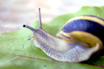 snail on a leaf