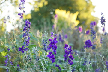Fototapeta premium Purple Flower Meadow 