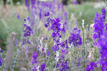 Naklejka premium Purple Flower Meadow 
