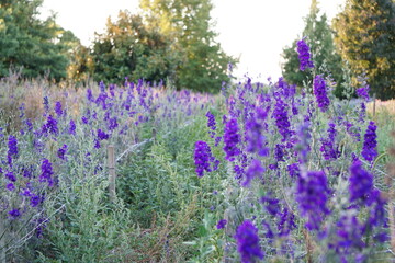 Naklejka premium Purple Flower Meadow 