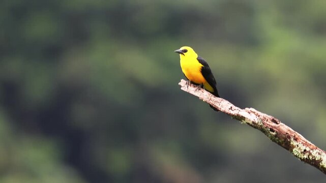 A yellow oriole (Chango Oriolino) perched on a branch with a blurred natural background