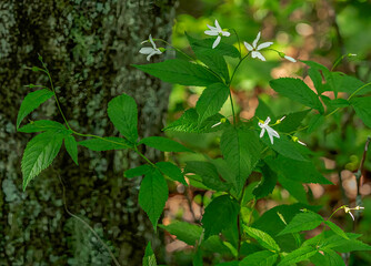 The wispy white flowers, long stems, and airy foliage of Bowman's root, Gillenia trifoliata, growing atop Mount Jefferson in North Carolina.