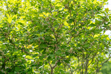 Many bees are attracted to this female Winterberry Holly tree, which is in full bloom. The female plant features a green pistil in the center of the flower, which develops into a berry if pollinated.