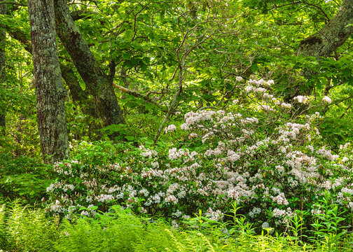 A beautiful Mountain Laurel bush in full bloom with fresh white calico flowers and spring green foliage. Growing atop Mount Jefferson in North Carolina.