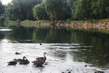 Ducks Swimming on the Cedar River With Trees and Rocks in the Background