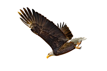 Bald eagle (Hakiaeetus leucocephalus) Photo, in Flight,  Over a Transparent, Isolated PNG Background