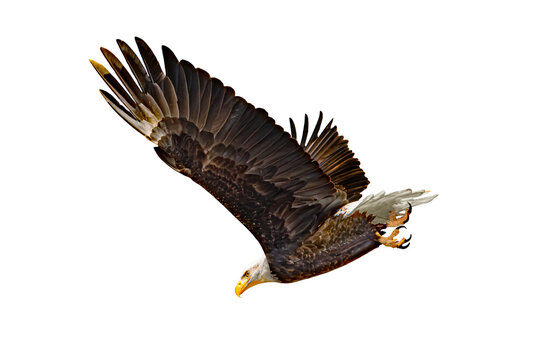 Bald eagle (Hakiaeetus leucocephalus) Photo, in Flight,  Over a Transparent, Isolated PNG Background