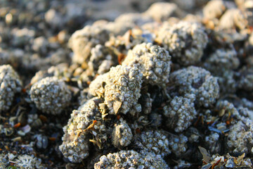 Muscheln am Meer