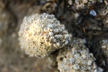 Muscheln am Meer