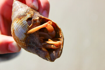 Einsiedlerkrebs in Muschel 