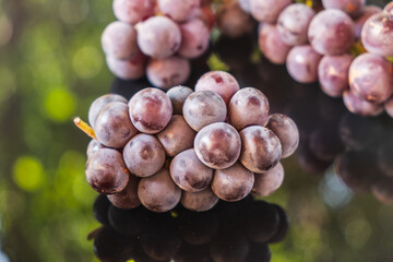 grapes on vine, bunch of grapes. A big bunch of grapes with its green coloured stems showing more towards the viewer isolated on a white background