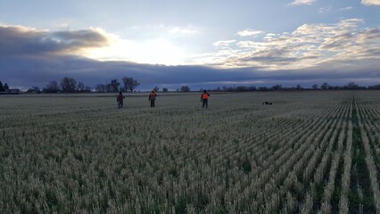Bird hunters in the morning walking across a Montana wheat field. 