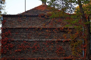 The wall of the building is decorated with red ivy