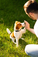 Cute Jack Russell Terrier dog outdoors walking and training in the park with his owner on a sunny day. Adorable puppy and his owner enjoying time together