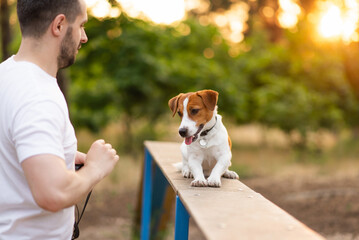 Cute Jack Russell Terrier dog outdoors walking and training in the park with his owner on a sunny day. Adorable puppy and his owner enjoying time together