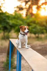 Cute Jack Russell Terrier dog outdoors walking and training in the park on a sunny day. Adorable puppy and his owner enjoying time together