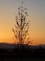 Silhouette tree at sunset overlooking mountains. 