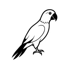 parrot illustration on white background
