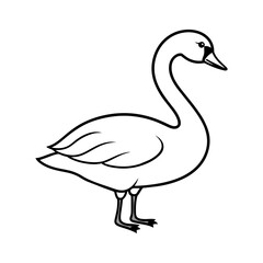 illustration of a white swan