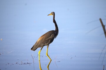 great blue heron