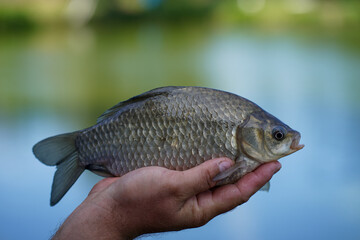 Hand holding crucian carp, silver fish, blurred background.