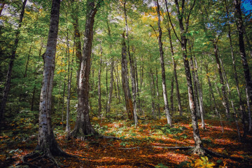 New England Forest 