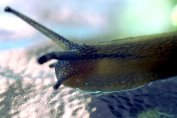 snail with long antennae