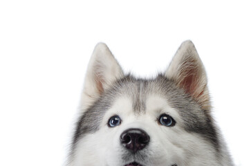 A close-up view captures the intense gaze of a Siberian Husky. dogs striking blue eyes and fluffy fur texture are highlighted against a pure white background.