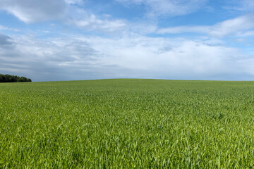 beautiful green wheat sprouts in sunny weather