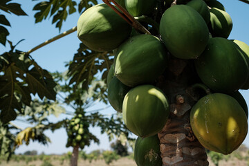 Coconuts growing on a tree