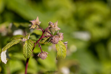 raspberry bush in the garden before the berries ripen