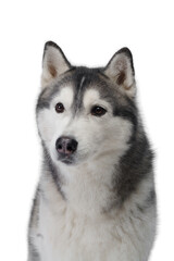 This profile shot of a Siberian Husky captures its dignified expression and majestic fur texture. Its piercing gaze and poised demeanor reflect its strong and resilient character.