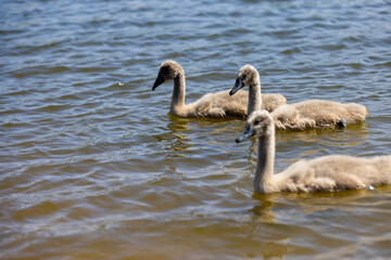 young swans in gray down swim on the lake