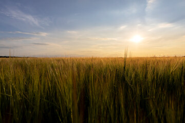 Fototapeta premium long wheat sprouts during the summer sunset