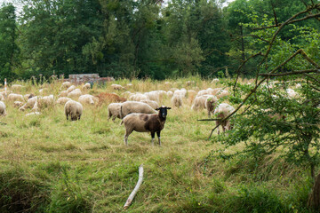Eine Schafherde weidet am Ufer der Inde in Münsterbusch