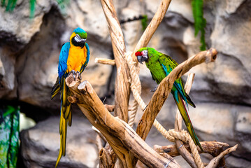 blue-and-yellow macaw and Green-winged macaw

