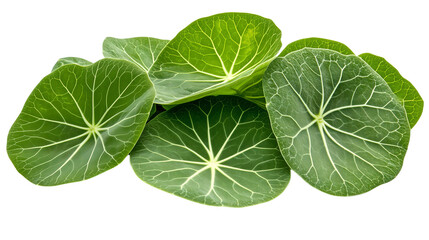 Fresh Nasturtium Leaves Isolated on Transparent Background
