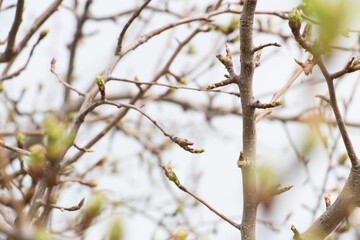 The first leaves and buds of syringa in spring. The buds of lilac growing in early spring. Young...